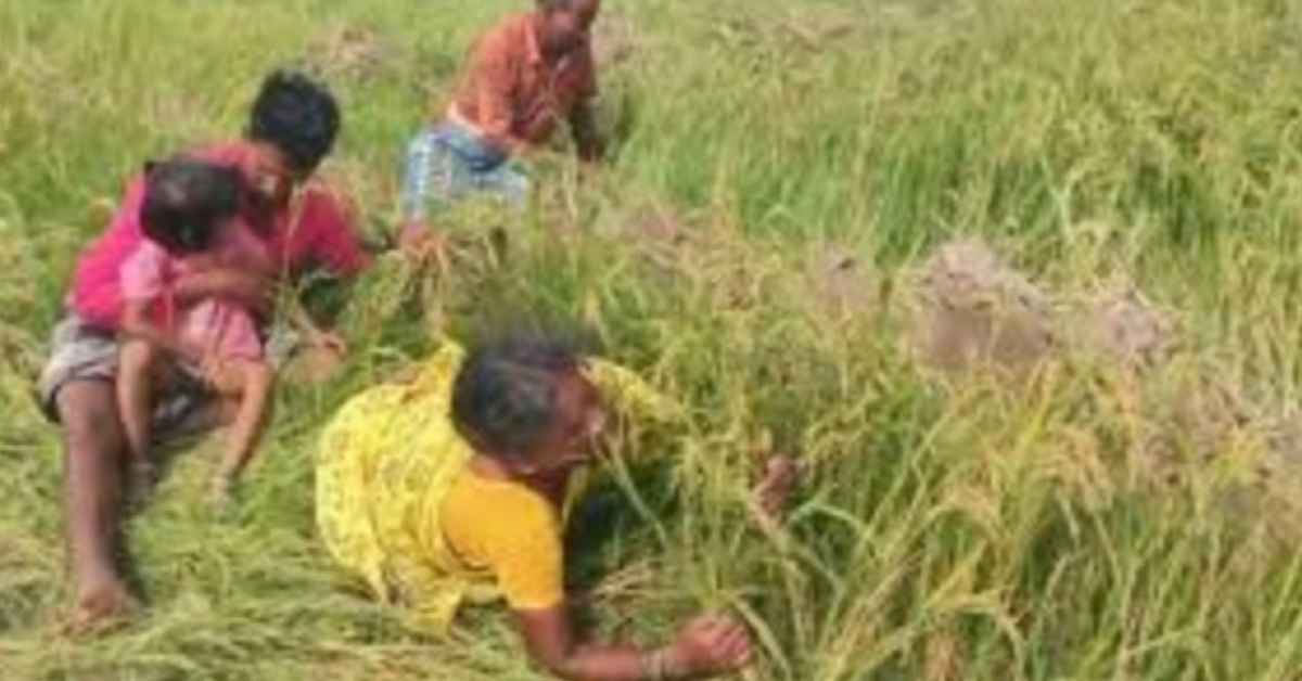 Officers destroyed paddy farm