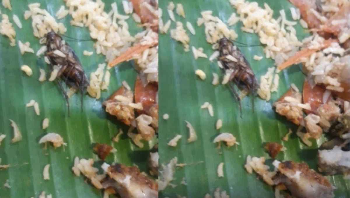 Cockroache found in mutton biriyani 